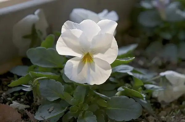 Photo of Viola x wittrockiana (Viola x wittrockianas)