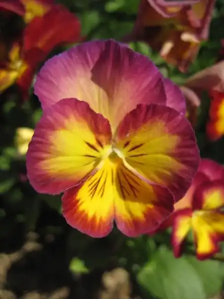 Photo of Viola x wittrockiana - Flowers:Michelle a.