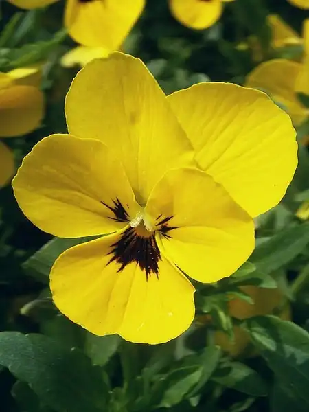 Photo of Viola x wittrockiana - Flowers:Purrr Haze