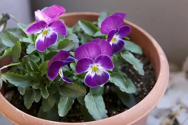 Photo of Viola x wittrockiana - Flowers:Kochi Oda