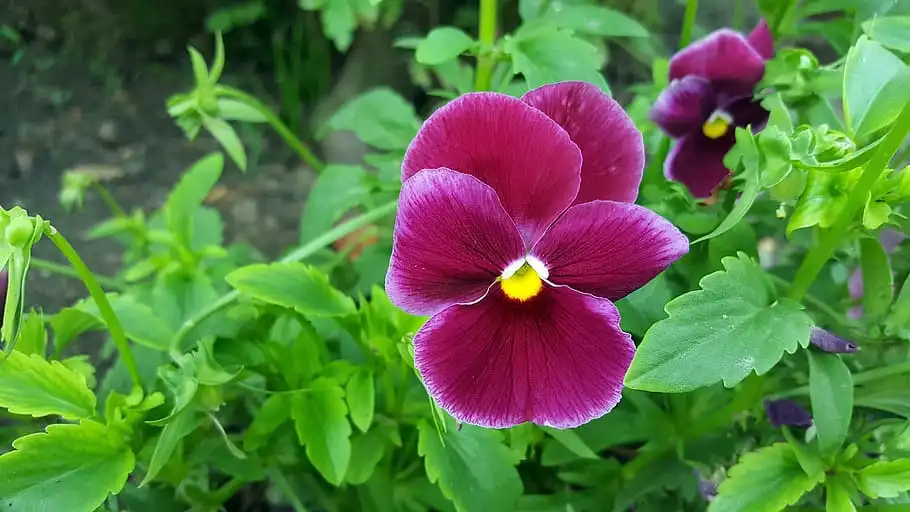 Photo of Viola x wittrockiana - Leaves and flowers: