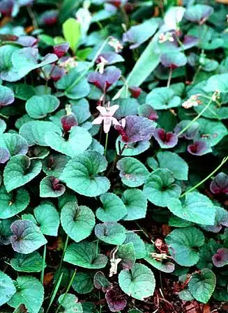Photo of Viola (Violas)