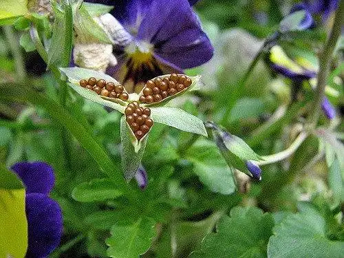 Photo of Viola (Violas)