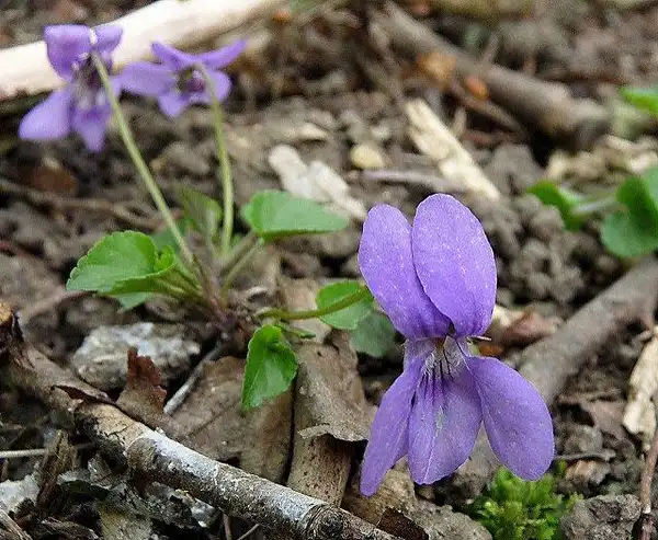 Photo of Viola - Flower closeup:Hornbeam Arts