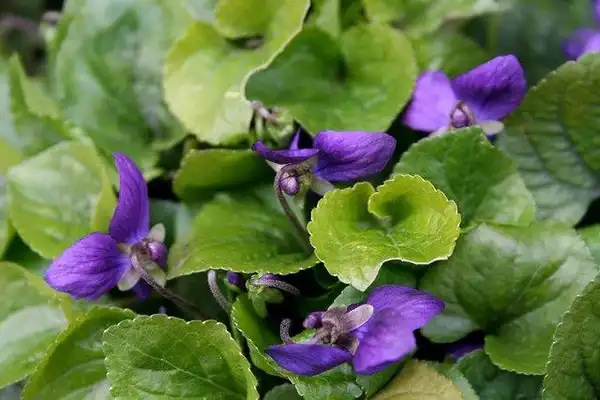 Photo of Viola - closeup:Melanie Shaw