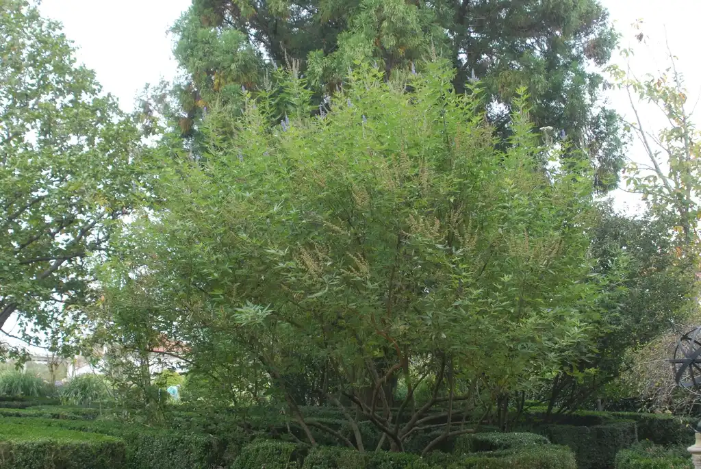 Photo of Vitex agnus-castus 'Shoal Creek' (Vitex agnus-castus 'Shoal Creek's)
