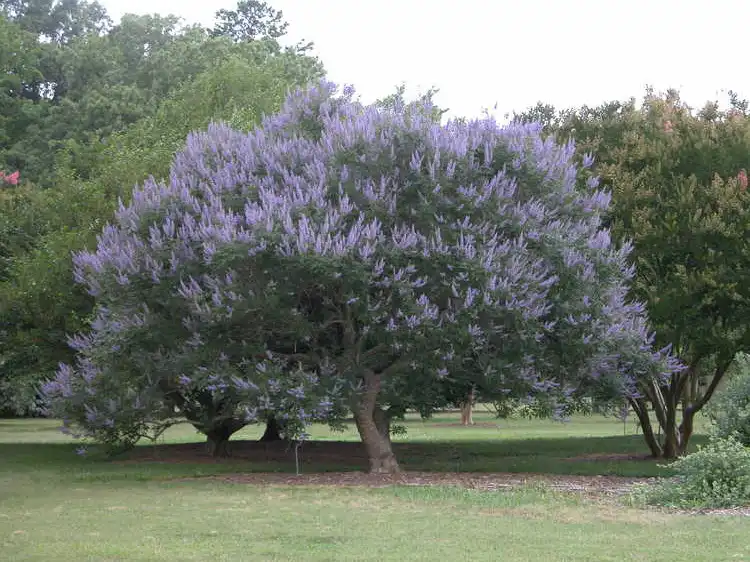 Photo of Vitex agnus-castus 'Shoal Creek' (Vitex agnus-castus 'Shoal Creek's)