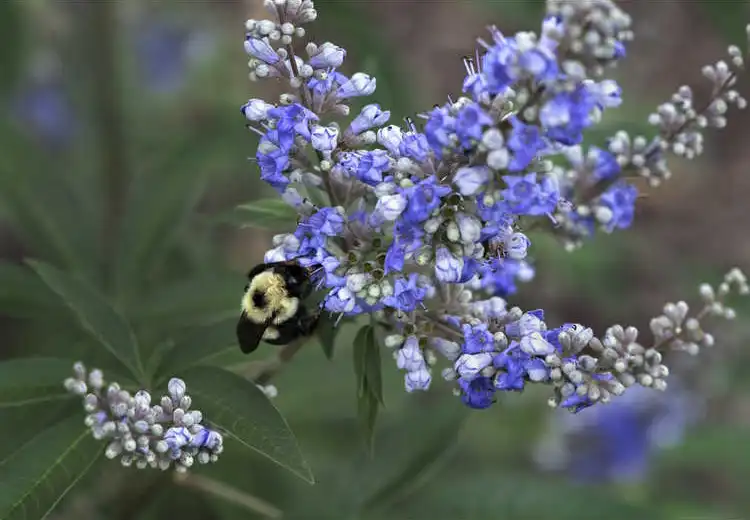Photo of Vitex agnus-castus 'Shoal Creek' - Flower close up:JC Raulston Arboretum