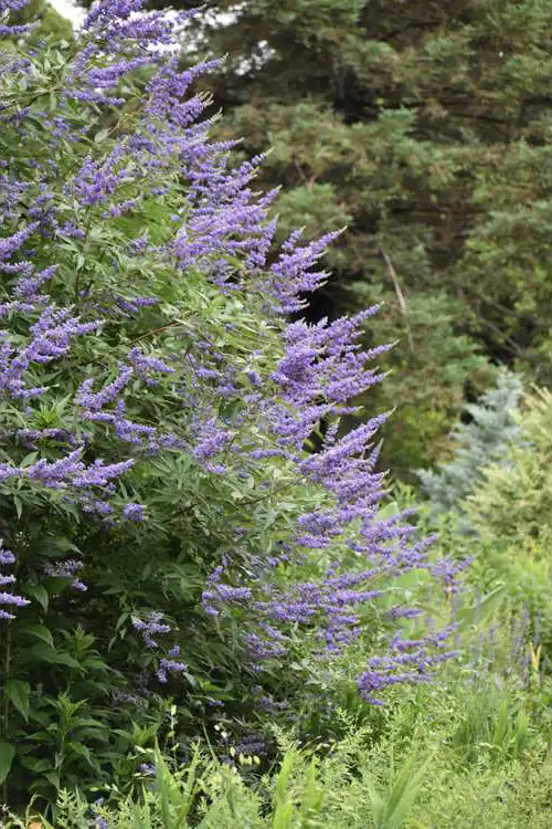 Photo of Vitex agnus-castus 'Shoal Creek' - Shrub form in flower:JC Raulston Arboretum