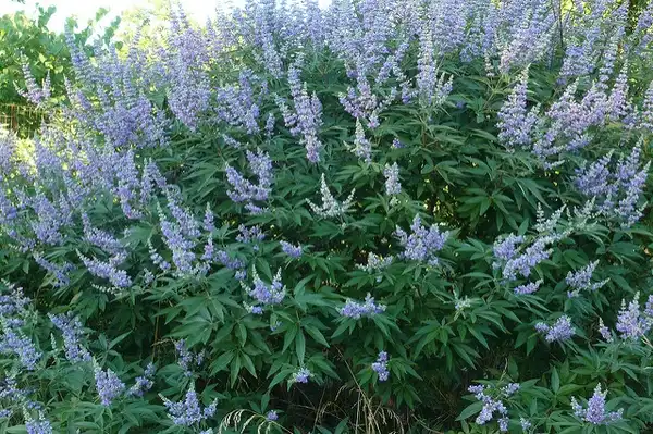 Фото Vitex agnus-castus (Vitex agnus-castuss)