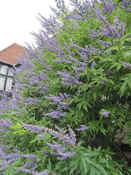 Фото Vitex agnus-castus (Vitex agnus-castuss)
