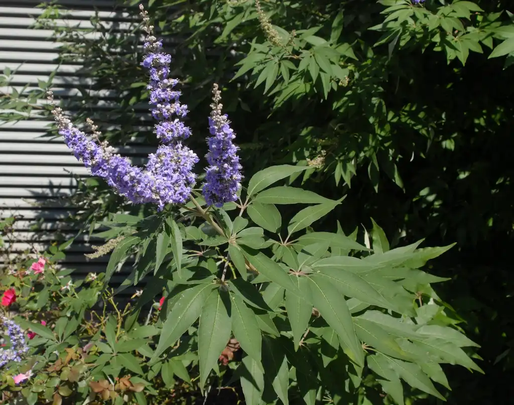 Фото Vitex agnus-castus - Flower and Leaf:Jim Robbins