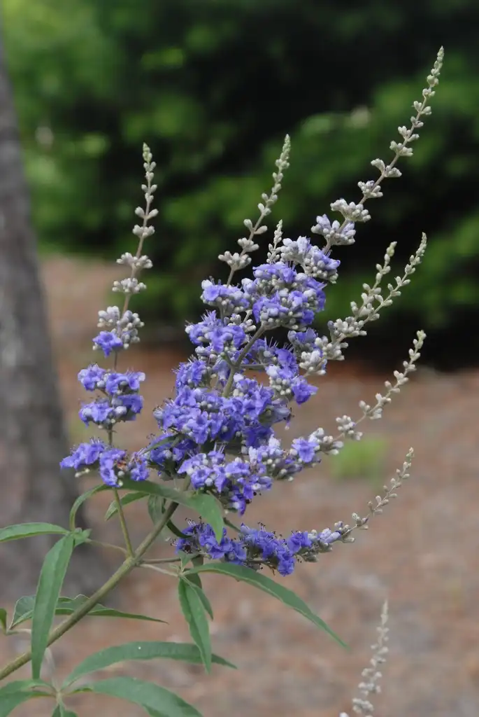 Фото Vitex agnus-castus - 'Abbyville Blue' Form Close-Up:Jim Robbins