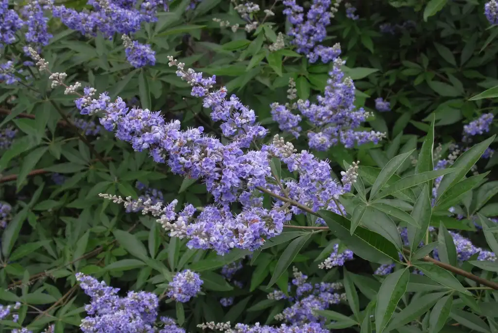 Фото Vitex agnus-castus - 'Montrose Purple' Flower and Leaves:Jim Robbins