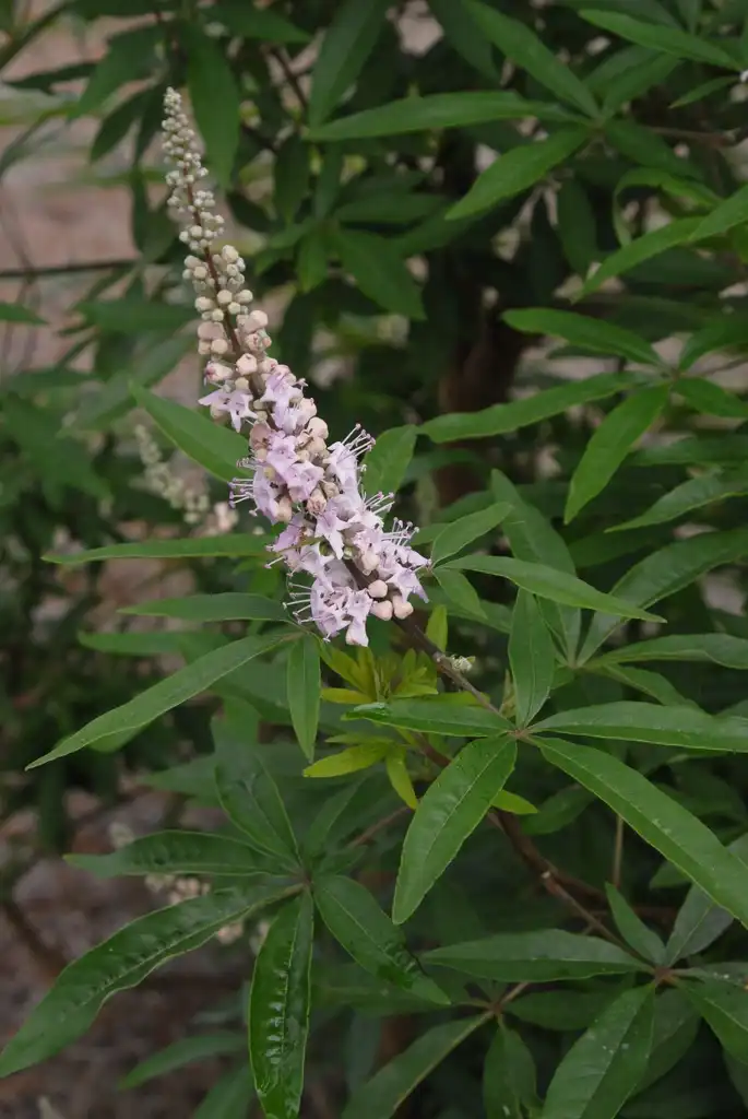 Фото Vitex agnus-castus - 'Pattons Pink' Flower and Leaves:Jim Robbins