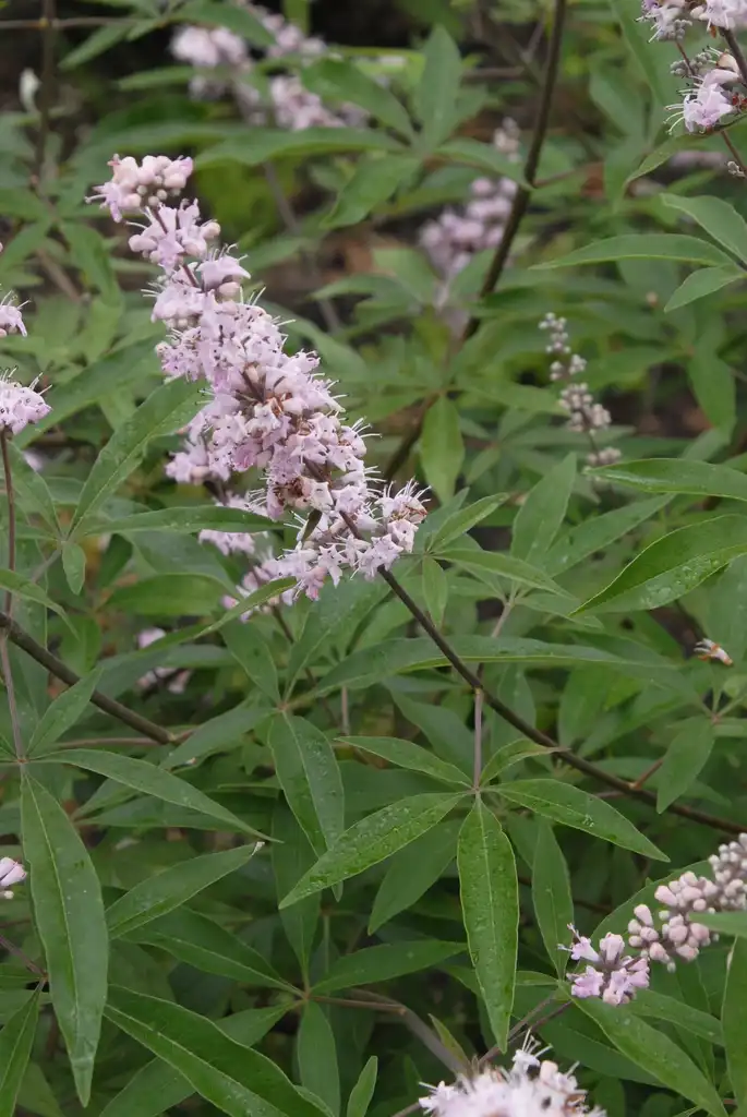 Фото Vitex agnus-castus - 'Salinas Pink' Flower and Leaves:Jim Robbins
