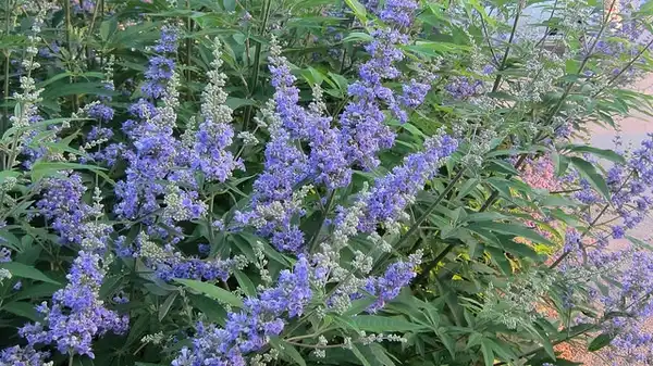 Фото Vitex agnus-castus - Vitex agnus-castus 'Abbeville Blue' Flower:K M