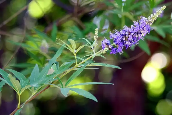 Фото Vitex agnus-castus - Bloom detail:Manuel (+11Mlls.)