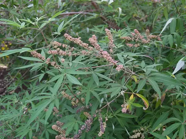Фото Vitex agnus-castus - Leaf and fruit:Maggie