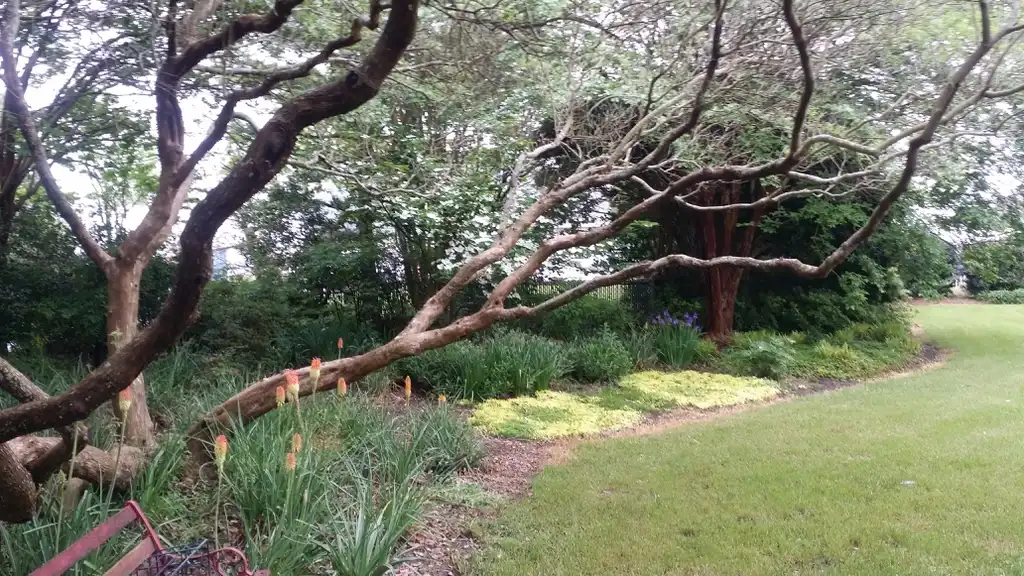 Фото Vitex agnus-castus - Branch form:Chris Blaha
