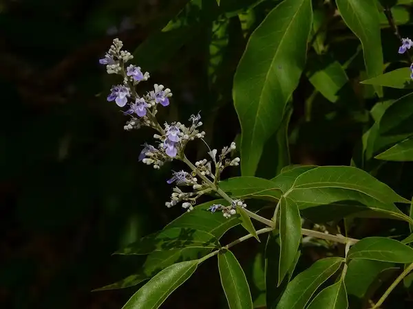 Photo of Vitex negundo (Vitex negundos)