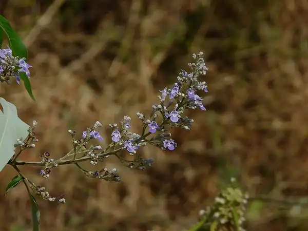 Photo of Vitex negundo (Vitex negundos)