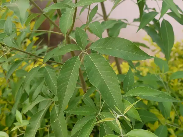 Photo of Vitex negundo - Flowers:Dinesh Valke