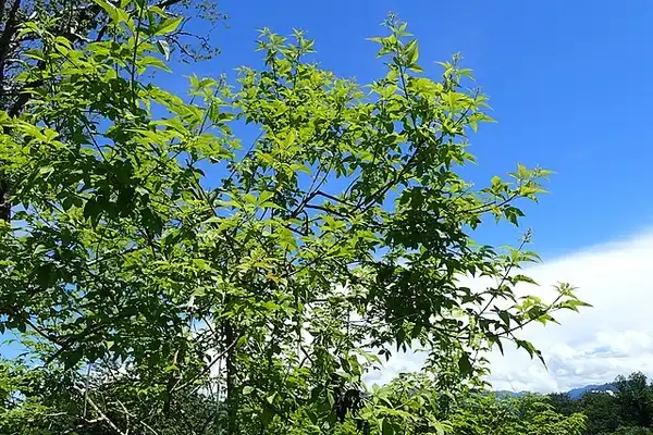 Photo of Vitex negundo - Form:Krzysztof Ziarnek