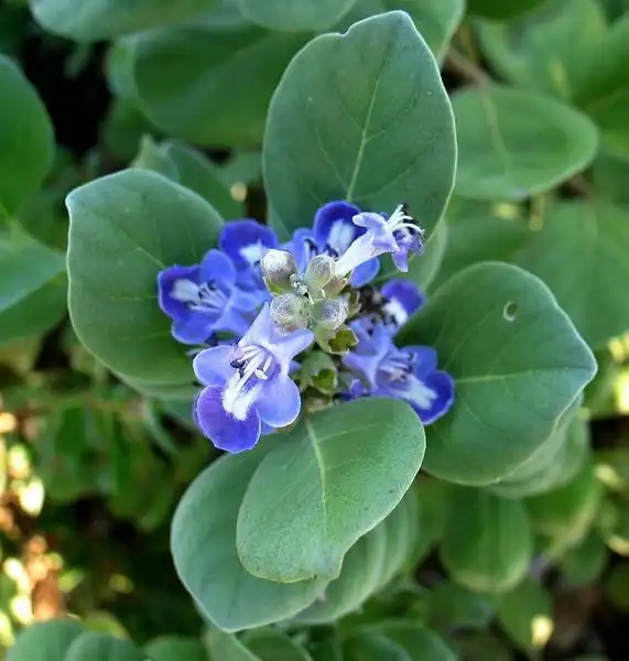 Photo of Vitex trifolia subsp. litoralis (Vitex trifolia subsp. litoraliss)