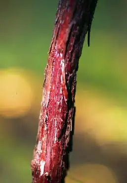 Foto de Vitis aestivalis (Vitis aestivaliss)