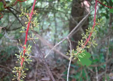 Foto de Vitis aestivalis (Vitis aestivaliss)