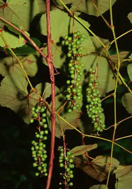 Foto de Vitis aestivalis - Leaf underside:James H. Miller & Ted Bodner