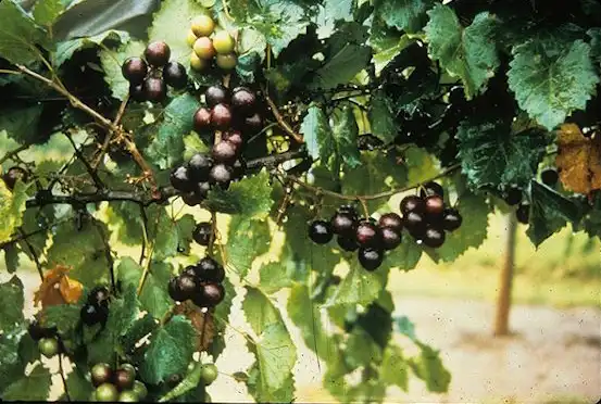 Фото Vitis rotundifolia (Vitis rotundifolias)