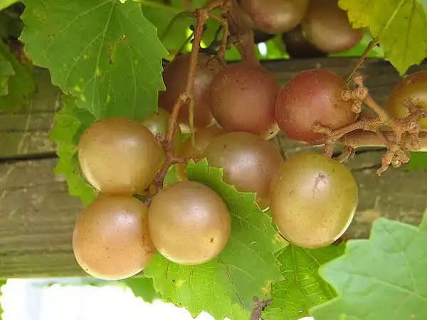 Фото Vitis rotundifolia - 'Summit' Market Fresh Cultivar, Self-fertile, Midseason:C Fisk