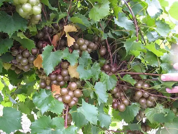 Фото Vitis rotundifolia - 'Welder' Juice Cultivar, Self-fertile, Midseason:C Fisk