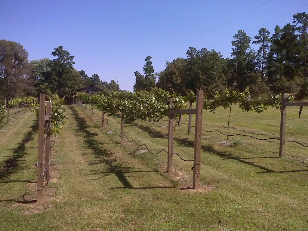 Фото Vitis rotundifolia - Vineyard:Jim Robbins