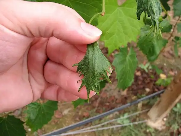 Фото Vitis rotundifolia - Plant injury:C Fisk