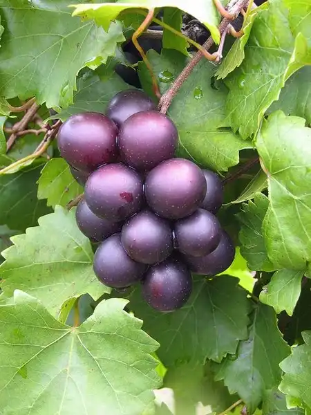 Фото Vitis rotundifolia - 'Alachua' Market Fresh Cultivar, Self-fertile, Midseason:C Fisk