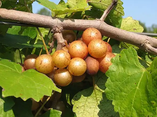 Фото Vitis rotundifolia - 'Carlos' Juice Cultivar, Self-fertile, Midseason:C Fisk