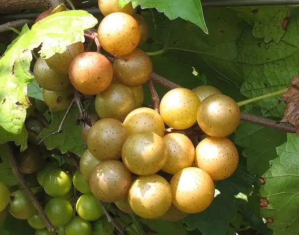Фото Vitis rotundifolia - 'Carlos' Juice Cultivar, Self-fertile, Midseason:C Fisk
