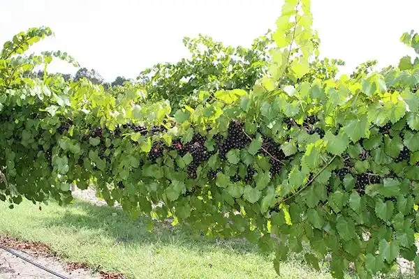 Фото Vitis rotundifolia - 'Noble' Juice Cultivar, Self-fertile, Midseason:C Fisk