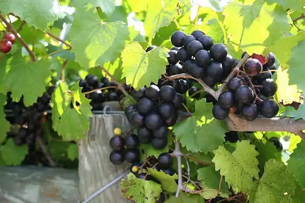 Фото Vitis rotundifolia - 'Noble' Juice Cultivar, Self-fertile, Midseason:C Fisk