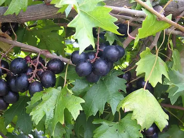 Фото Vitis rotundifolia - 'Southern Home' Market Fresh Cultivar, Self-fertile, Mid-Late Season:C Fisk