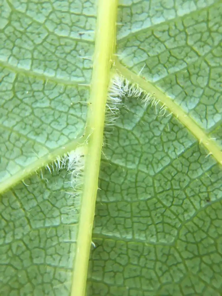 Фото Vitis vulpina (Vitis vulpinas)