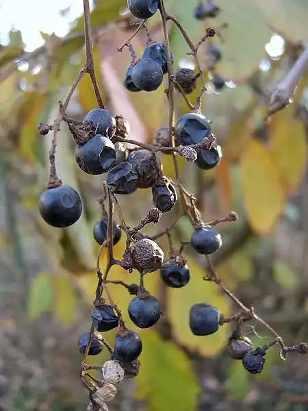 Фото Vitis vulpina (Vitis vulpinas)