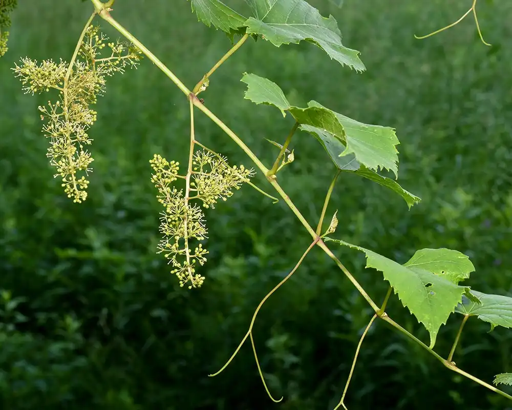 Фото Vitis vulpina - Vine with tendrils:David G. Smith, delawarewildflowers.org