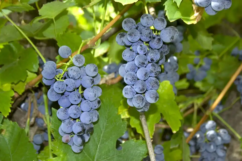 Фото Vitis vulpina - Fruits:Nabity Lab