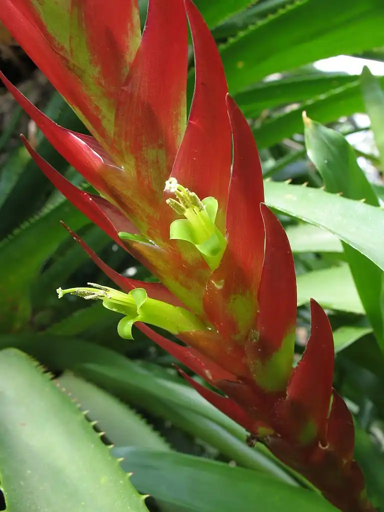 Photo of Vriesea (Vrieseas)