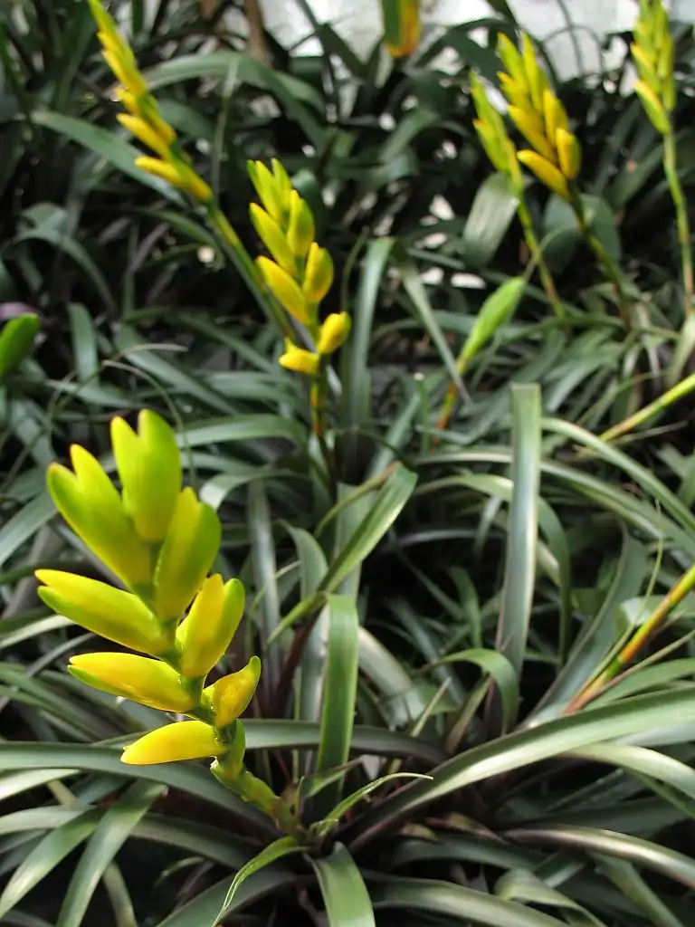 Photo of Vriesea (Vrieseas)