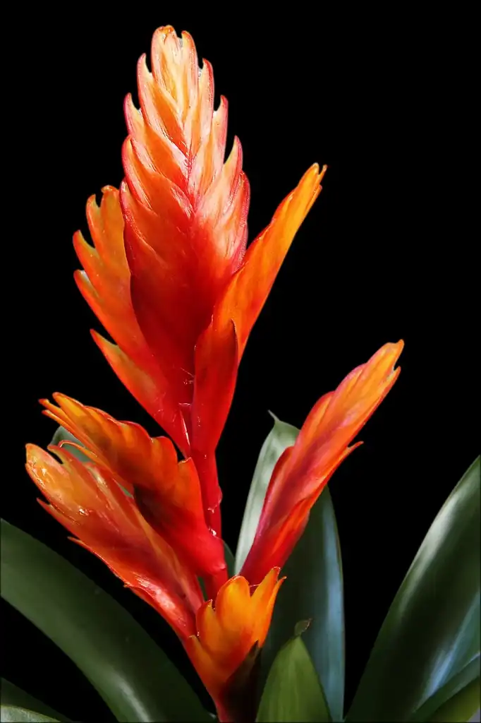 Photo of Vriesea - FLOWER:Hans Benn